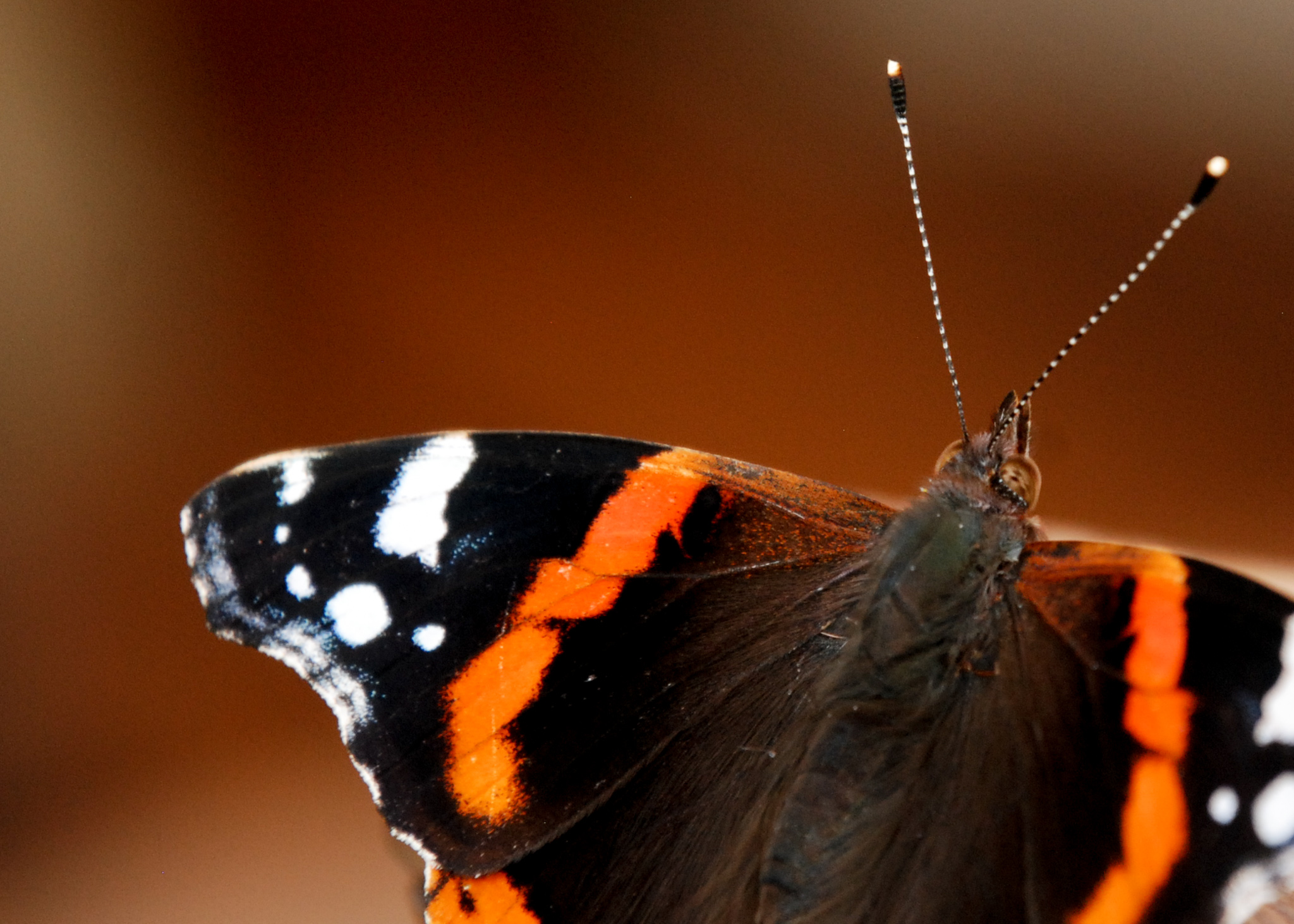 Red Admiral 2020